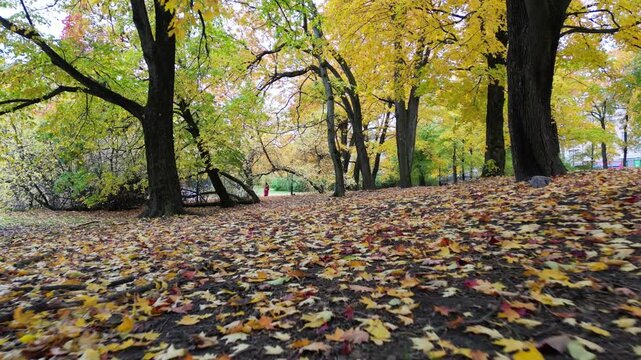 Low-angle tracking shot through Seurasaari forest in Helsinki, Finland, as a solitary person walks among towering trees, vivid yellow leaves, and a carpet of autumn foliage in soft daylight.