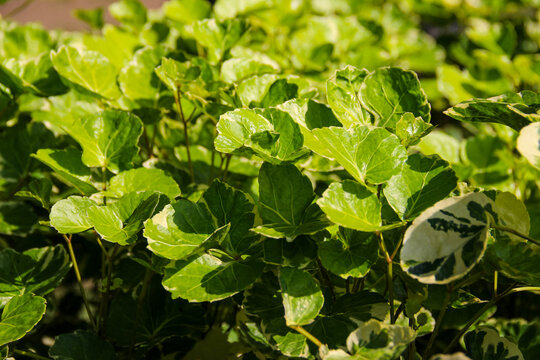 Green and white leaves of the Polyscias Balfouriana or Balfour Aralia plant in a tropical garden