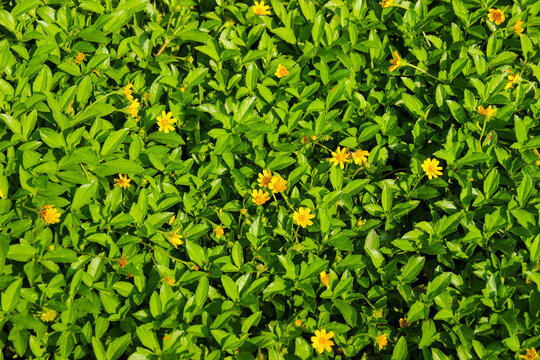 Wedelia flower (Sphagneticola trilobata) Bright yellow flowers bloom among lush green leaves
