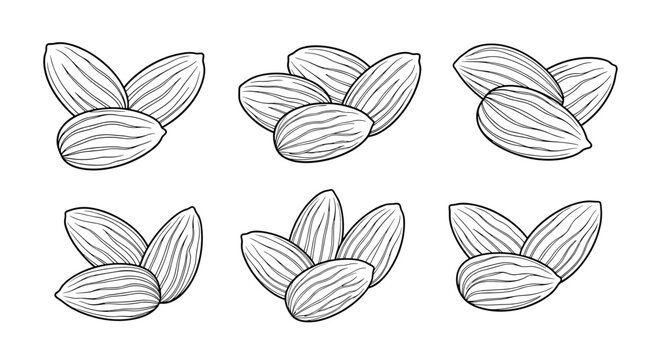Detailed botanical sketches of almond nuts in a classic engraved style, featuring groups of two and three nuts for food illustration.
