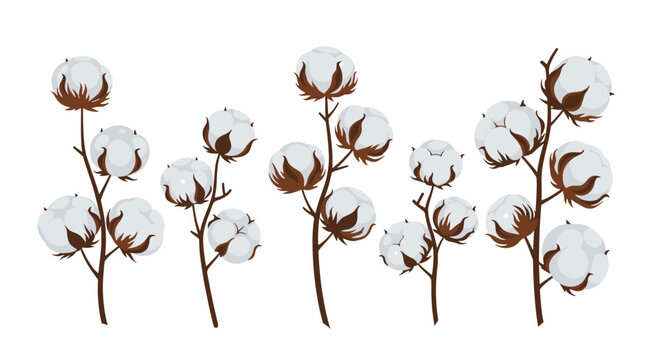 Illustration of several cotton plant stems with soft white fluffy bolls and brown dry sepals arranged against a white background.