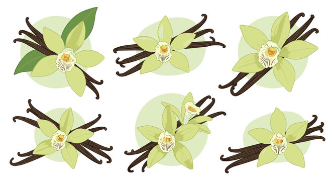 Delicate illustrations of vanilla orchid flowers paired with aromatic vanilla beans on soft green backgrounds for natural products.