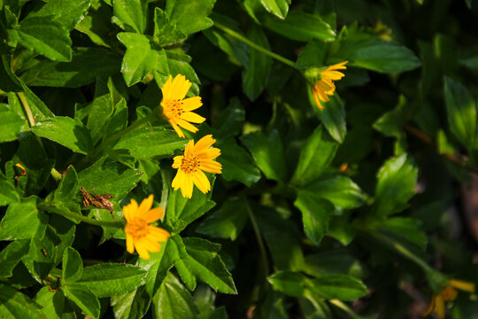 Wedelia flower (Sphagneticola trilobata) Bright yellow flowers bloom among lush green leaves