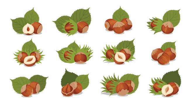 Clusters of brown hazelnuts with fresh green leaves in different compositions for nut product packaging and healthy forest snacks.