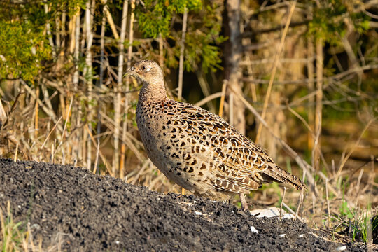 Female Ring-necked Pheasant