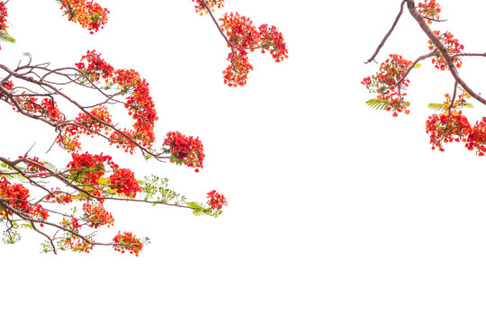 The Flame Tree, Royal Poinciana on white background.