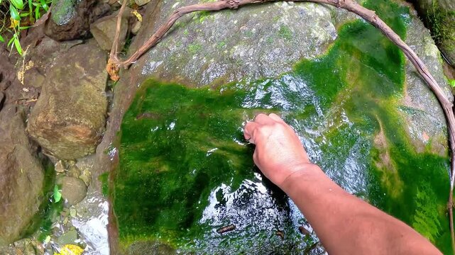 A man is harvesting green moss on a rock, in a water channel, for fishing bait.