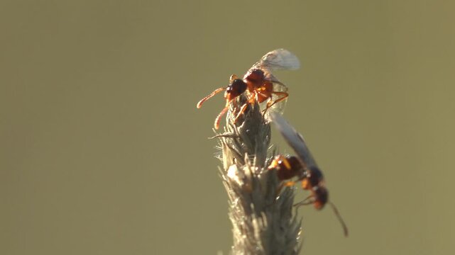 Atmospheric macro footage of winged ants on dry grass moving in strong wind with warm golden sunset light and shallow depth of field
