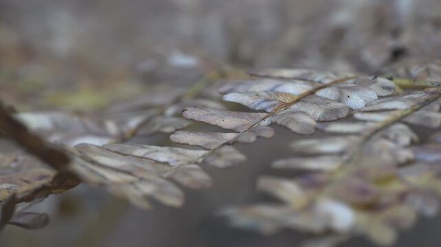 Macro of withered bracken fern frond Pteridium aquilinum on forest floor with intricate leaf venation. Melancholic late autumn decay and soft brown tones