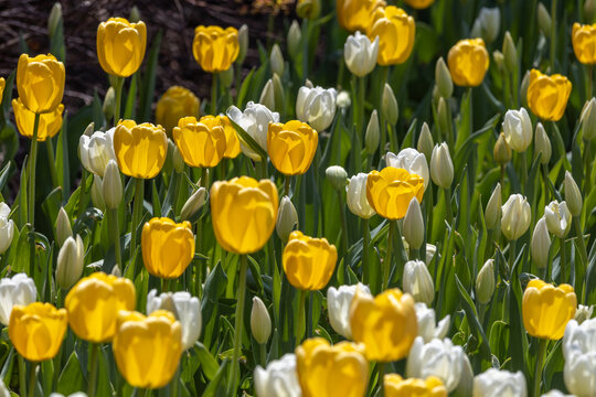 Abstract texture background of beautiful yellow and white perennial tulips (tulipa) in a sunny spring garden
