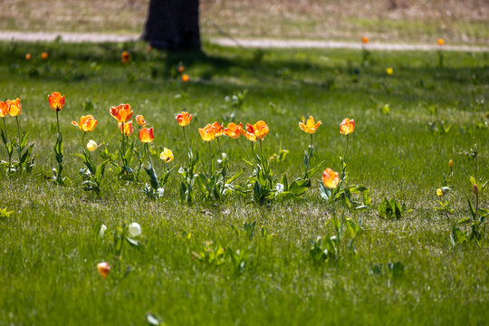 Close up view of a scattering of pretty red, yellow, and orange perennial tulips (tulipa) in a sunny grass lawn

