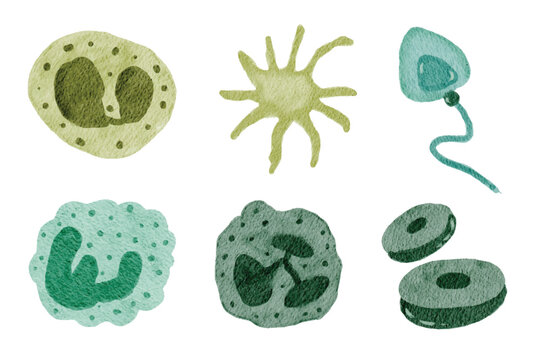 Watercolor Human Cells Illustration Set