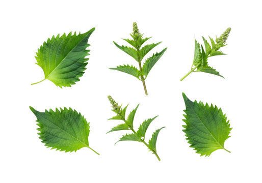 Fresh green shiso (perilla) leaves and flowering sprigs arranged flat on transparent background, isolated botanical culinary herb study