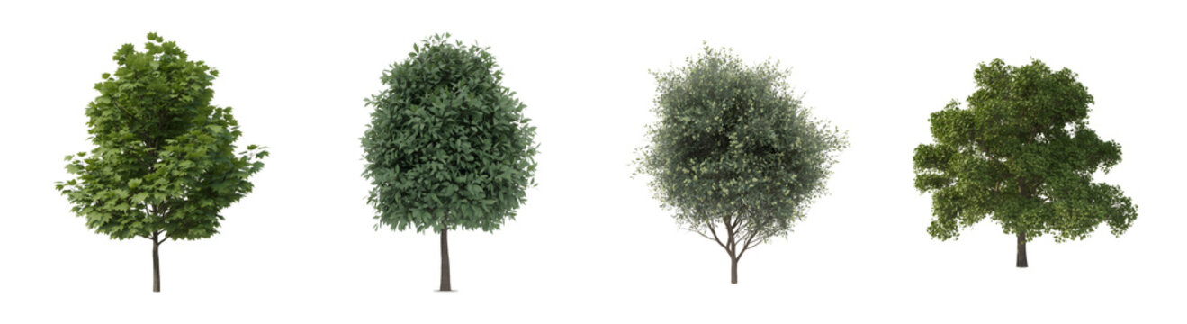 Green deciduous trees collection, set of four realistic forest tree cutouts on white background, lush summer foliage for architectural visualization