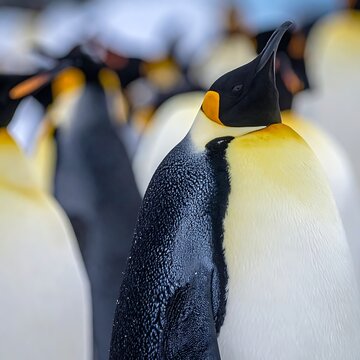 King penguins in natural habitat closeup.