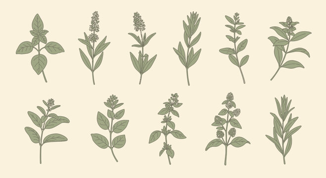 Illustrated botanical herbs and plants collection on a light beige background