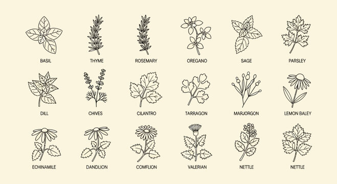 Illustrated herbs and spices collection in minimalist style on beige background