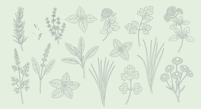 Illustrated herbs and spices collection on a soft green backdrop