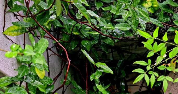 Creeping fig vines creeping along the mottled stone wall in a damp summer garden.