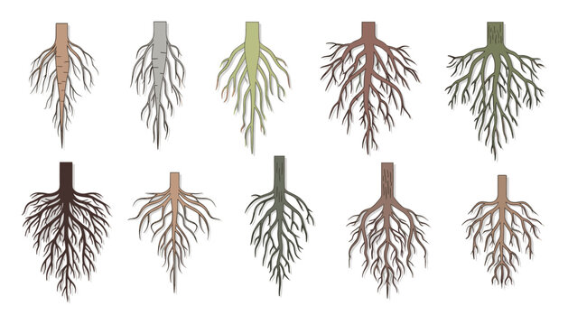 Collection of diverse plant root systems for botanical studies and agricultural education