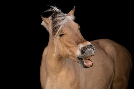 laughing horse