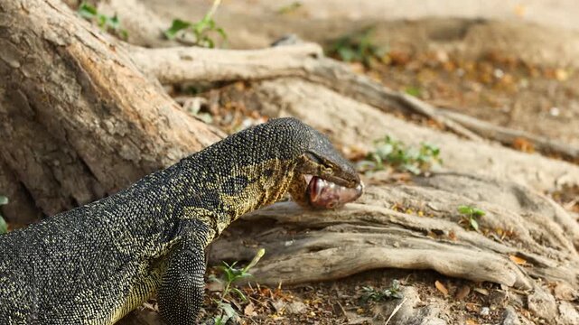 Asian Water Monitor Lizard Eating a Fish in Lumpini Park