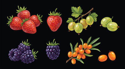Different berries set. Cartoon berry isolated on white. Strawberry, gooseberry, blackberry and sea buckthorn. Garden harvest, vector collection © bow