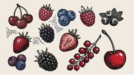 Different berries set. Cartoon berry isolated on white. Strawberry, gooseberry, blackberry and sea buckthorn. Garden harvest, vector collection © bow
