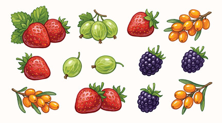 Different berries set. Cartoon berry isolated on white. Strawberry, gooseberry, blackberry and sea buckthorn. Garden harvest, vector collection © bow
