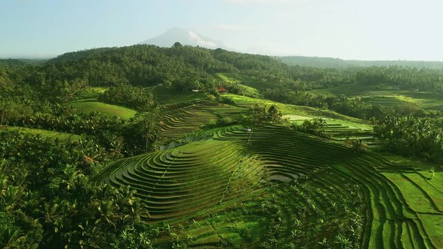 Aerial view of perfect rice terraces in Bali lush countryside. Natural curved pattern of green field