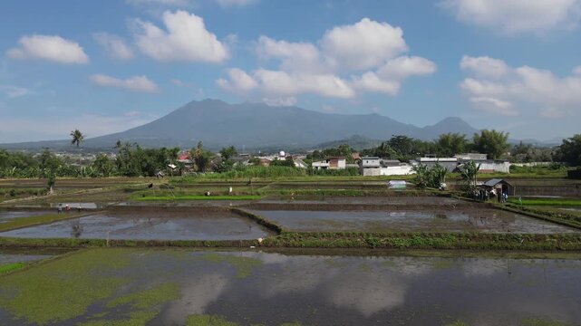 Lush rice paddies ripple under bright sky