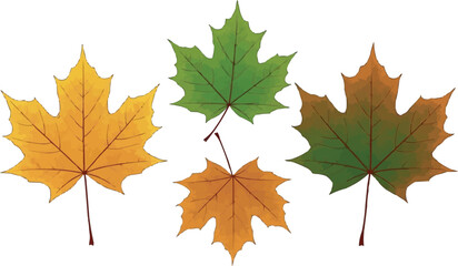 Fototapeta premium Set of realistic maple autumn leaves isolated on white background with colorful seasonal botanical foliage design