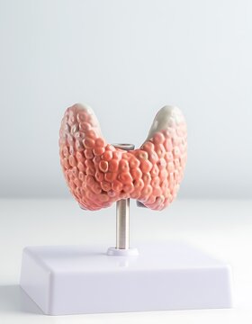 Anatomical Model of Human Thyroid Gland on White Background.