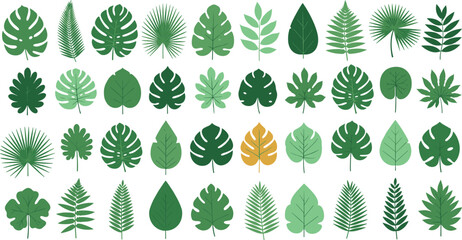Tropical leaves collection set with various green botanical foliage including monstera palm fern isolated flat vector illustration © Rubya