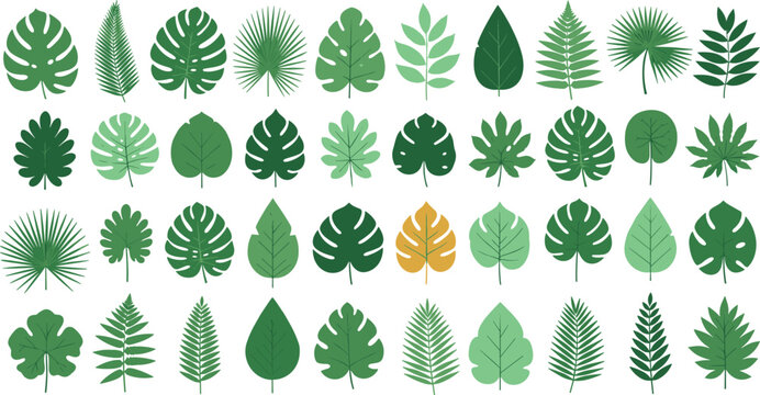 Tropical leaves collection set with various green botanical foliage including monstera palm fern isolated flat vector illustration
