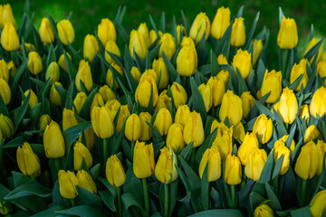 yellow tulips in spring © Евгения Смульская
