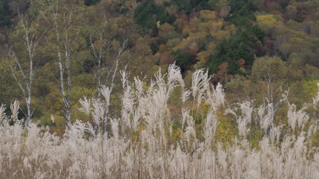 長野県山ノ内町の田ノ原湿原、ススキ越しに秋色の山林を望む4K映像
