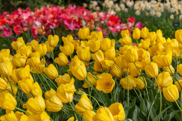 Obraz premium red and yellow tulips