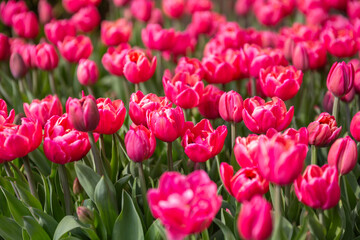 Fototapeta premium field of pink tulips