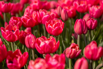 Obraz premium field of pink tulips