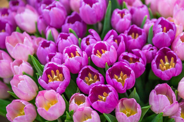 Obraz premium pink and white tulips