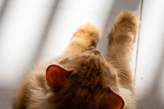 Top view of fluffy orange cat resting under sunlight highlighting soft fur texture and peaceful domestic pet atmosphere