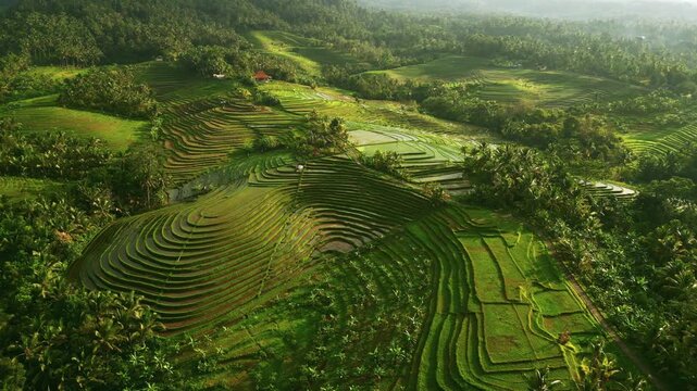 Aerial view of perfect rice terraces in Bali lush countryside. Natural curved pattern of green field