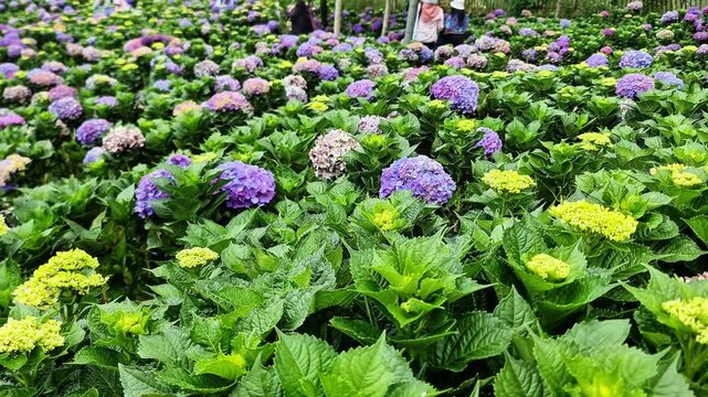 Malang, Indonesia - 3 May, 2026: Colorful Hydrangea Macrophylla Garden Field in Full Bloom