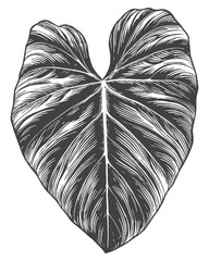Hand Drawn Heart Shaped Philodendron Leaf Engraving for Natural Therapy Labels, Botanical Logos and Floral Prints © Aglonema