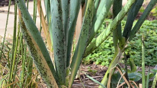 Slow pan up revealing an infestation of black bean aphids needing pest control in a home garden in 4k video footage