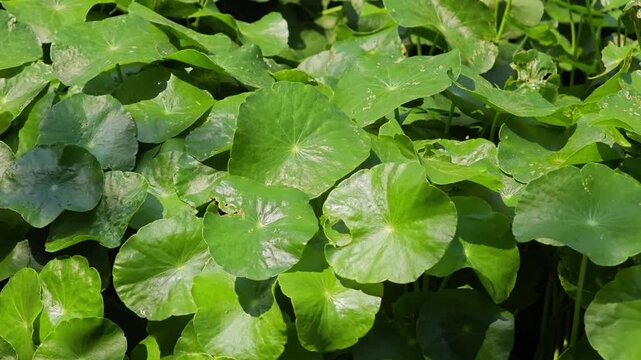 Asiatic pennywort. Centella asiatica plant.