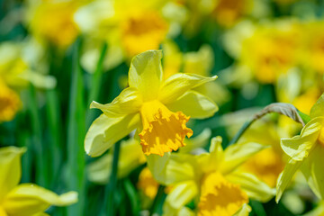 Naklejka premium Narcissus flower in bloom. Spring flowers background. Narcissus blossoms. Narcissus flowers in a garden. Close-up of a blooming narcissus. Blossoms spring background.