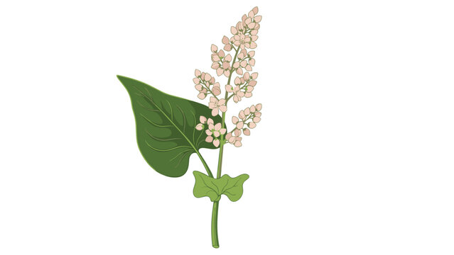 Botanical illustration of a buckwheat plant with green leaves and clusters of delicate pink flowers isolated against a white background for study.