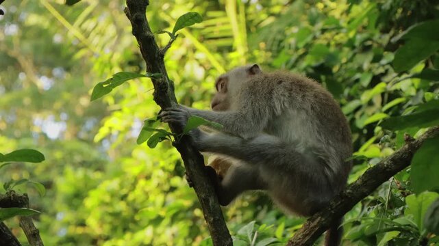 A chewing monkey sits on a tree branch in the lush jungle of Bali